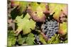 Purple Wine Grapes on the Vine, Napa Valley, California, USA-Cindy Miller Hopkins-Mounted Photographic Print