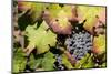 Purple Wine Grapes on the Vine, Napa Valley, California, USA-Cindy Miller Hopkins-Mounted Photographic Print