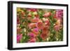 Purple & Yellow Bells-George Johnson-Framed Photographic Print