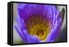 Purple Yellow Water Lily Flower Blossom Hong Kong Flower Market-William Perry-Framed Stretched Canvas