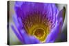 Purple Yellow Water Lily Flower Blossom Hong Kong Flower Market-William Perry-Stretched Canvas