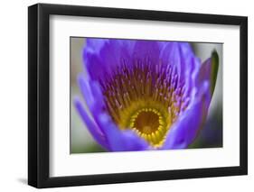 Purple Yellow Water Lily Flower Blossom Hong Kong Flower Market-William Perry-Framed Photographic Print
