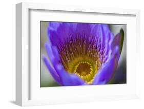 Purple Yellow Water Lily Flower Blossom Hong Kong Flower Market-William Perry-Framed Photographic Print