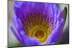 Purple Yellow Water Lily Flower Blossom Hong Kong Flower Market-William Perry-Mounted Photographic Print