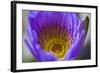Purple Yellow Water Lily Flower Blossom Hong Kong Flower Market-William Perry-Framed Photographic Print