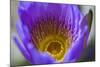 Purple Yellow Water Lily Flower Blossom Hong Kong Flower Market-William Perry-Mounted Photographic Print