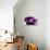 Purple-Peter Morneau-Art Print displayed on a wall