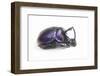 Purplish Beetle with Armor Enoplotrupes Sharpi from Thailand-Darrell Gulin-Framed Photographic Print