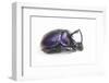 Purplish Beetle with Armor Enoplotrupes Sharpi from Thailand-Darrell Gulin-Framed Photographic Print