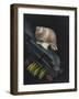 Purpura Lapillus: Dog Whelk-Philip Henry Gosse-Framed Giclee Print