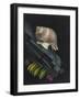 Purpura Lapillus: Dog Whelk-Philip Henry Gosse-Framed Giclee Print