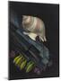 Purpura Lapillus: Dog Whelk-Philip Henry Gosse-Mounted Giclee Print