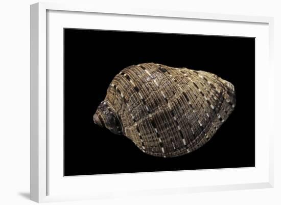 Purpura Persica-Paul Starosta-Framed Photographic Print