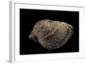 Purpura Persica-Paul Starosta-Framed Photographic Print