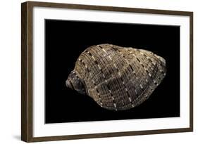 Purpura Persica-Paul Starosta-Framed Photographic Print