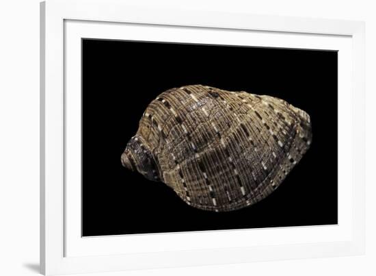 Purpura Persica-Paul Starosta-Framed Photographic Print