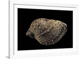 Purpura Persica-Paul Starosta-Framed Photographic Print