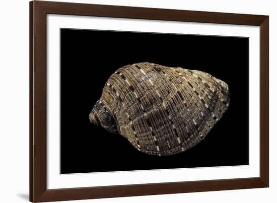 Purpura Persica-Paul Starosta-Framed Photographic Print