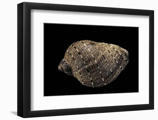 Purpura Persica-Paul Starosta-Framed Photographic Print