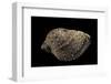 Purpura Persica-Paul Starosta-Framed Photographic Print