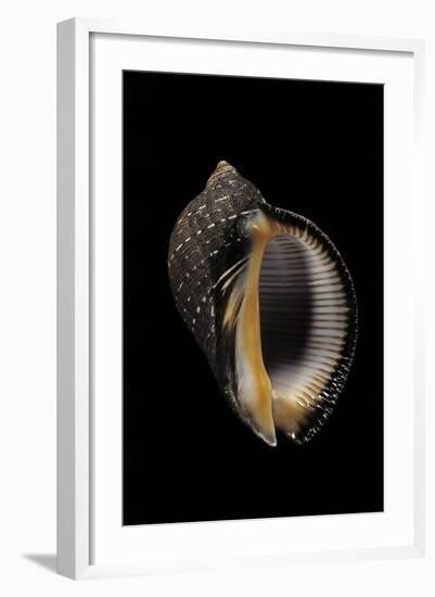 Purpura Persica-Paul Starosta-Framed Photographic Print