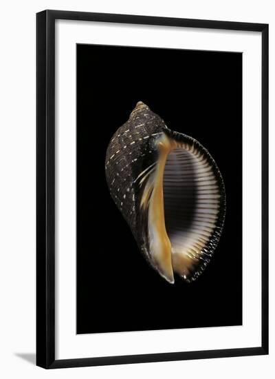 Purpura Persica-Paul Starosta-Framed Photographic Print