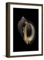 Purpura Persica-Paul Starosta-Framed Photographic Print