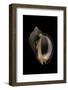 Purpura Persica-Paul Starosta-Framed Photographic Print