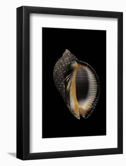 Purpura Persica-Paul Starosta-Framed Photographic Print