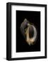 Purpura Persica-Paul Starosta-Framed Photographic Print