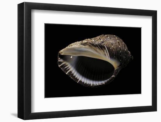 Purpura Persica-Paul Starosta-Framed Photographic Print