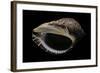 Purpura Persica-Paul Starosta-Framed Photographic Print