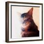 Purr-fect Spot, 2018, (painting)-Helen White-Framed Giclee Print