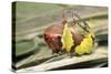 Puss Moth Caterpillar, Larvae in Defence Stance-null-Stretched Canvas