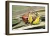 Puss Moth Caterpillar, Larvae in Defence Stance-null-Framed Photographic Print