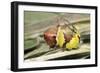 Puss Moth Caterpillar, Larvae in Defence Stance-null-Framed Photographic Print