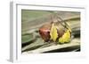 Puss Moth Caterpillar, Larvae in Defence Stance-null-Framed Photographic Print