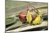 Puss Moth Caterpillar, Larvae in Defence Stance-null-Mounted Photographic Print