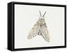 Puss Moth (Cerura Vinula), Notodontidae, Artwork by Rebecca Hardy-null-Framed Stretched Canvas