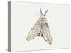 Puss Moth (Cerura Vinula), Notodontidae, Artwork by Rebecca Hardy-null-Stretched Canvas