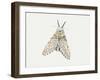 Puss Moth (Cerura Vinula), Notodontidae, Artwork by Rebecca Hardy-null-Framed Giclee Print