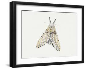 Puss Moth (Cerura Vinula), Notodontidae, Artwork by Rebecca Hardy-null-Framed Giclee Print