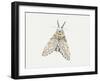 Puss Moth (Cerura Vinula), Notodontidae, Artwork by Rebecca Hardy-null-Framed Giclee Print