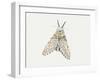 Puss Moth (Cerura Vinula), Notodontidae, Artwork by Rebecca Hardy-null-Framed Giclee Print