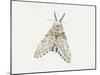 Puss Moth (Cerura Vinula), Notodontidae, Artwork by Rebecca Hardy-null-Mounted Giclee Print