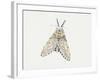 Puss Moth (Cerura Vinula), Notodontidae, Artwork by Rebecca Hardy-null-Framed Giclee Print