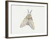 Puss Moth (Cerura Vinula), Notodontidae, Artwork by Rebecca Hardy-null-Framed Giclee Print