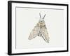 Puss Moth (Cerura Vinula), Notodontidae, Artwork by Rebecca Hardy-null-Framed Giclee Print