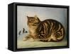 Puss Napping-George Baxter-Framed Stretched Canvas