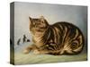 Puss Napping-George Baxter-Stretched Canvas